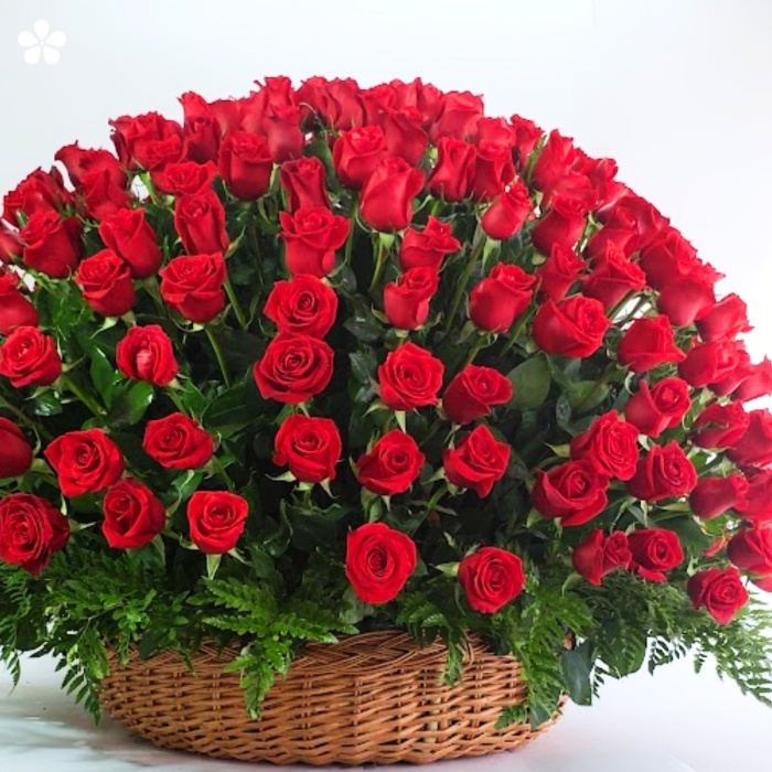 300 Rosas premium de generosos botones.