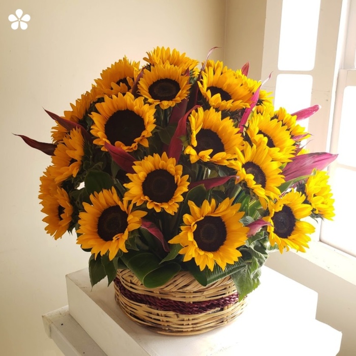 60 girasoles en canasta de vara