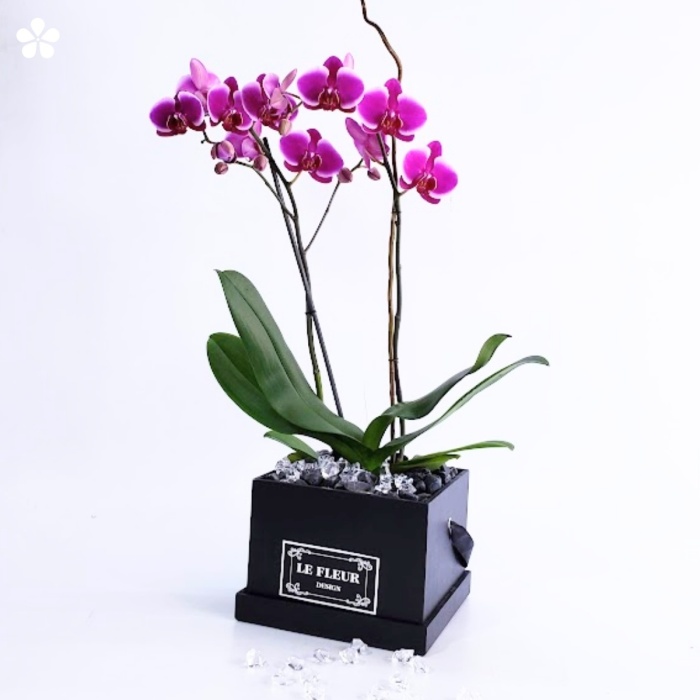 Orquídea de doble tallo en caja negra con piedras