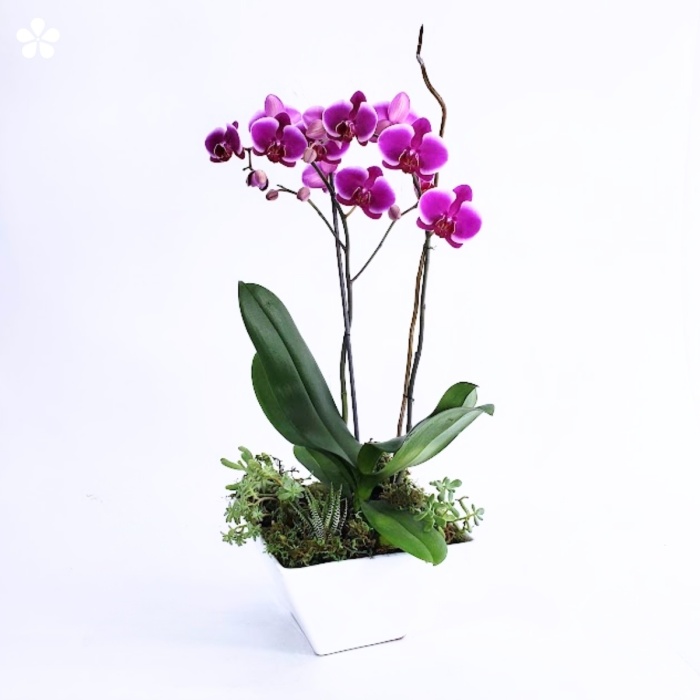 Orquídea doble acompañada de mini suculentas en fina maceta cerámica