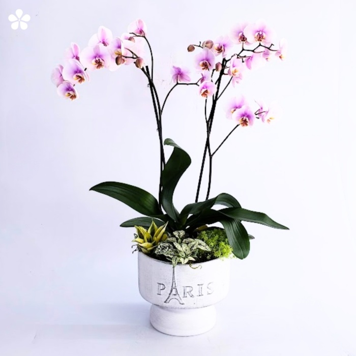 Orquídea en base j´adore y suculentas