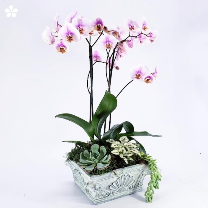Orquídea acompañada de suculentas