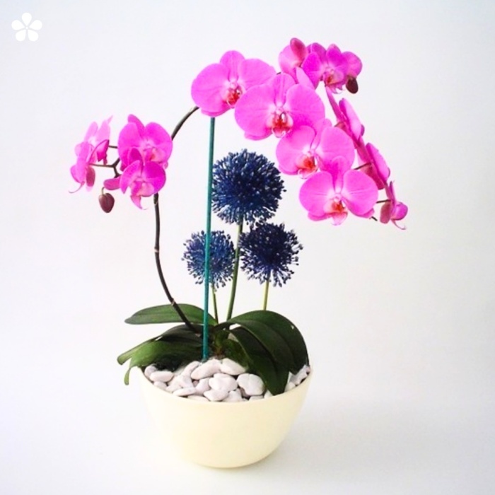 Base color arena con orquídea doble