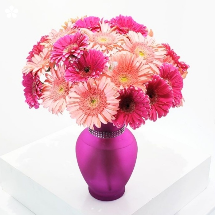 Gerberas en florero de vidrio morado con cinto de corsé