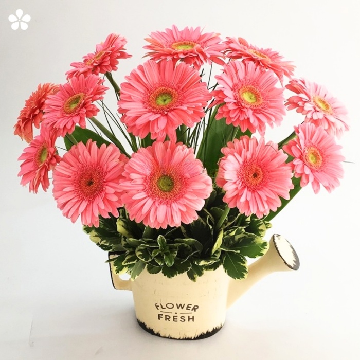 Gerberas en regadera vintage