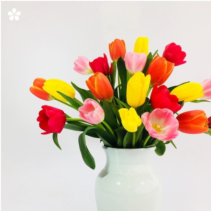 Tulipanes de colores