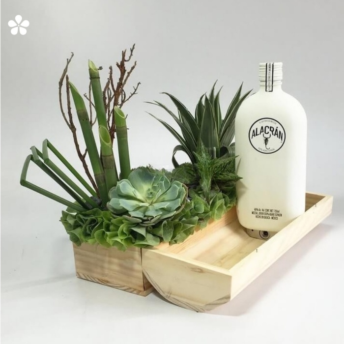 Suculentas y mezcal en desierto