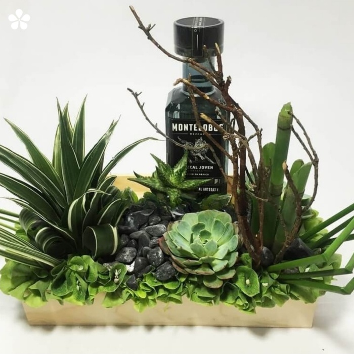 Suculentas y botella de mezcal en paisaje