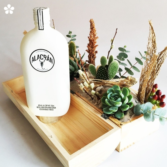 Cactus, suculentas y mezcal