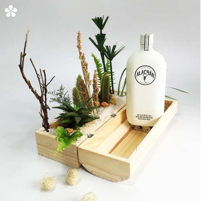 Caja de suculentas y mezcal