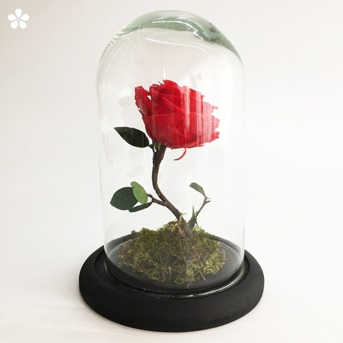 Rosa rehidratada en capelo pequeño