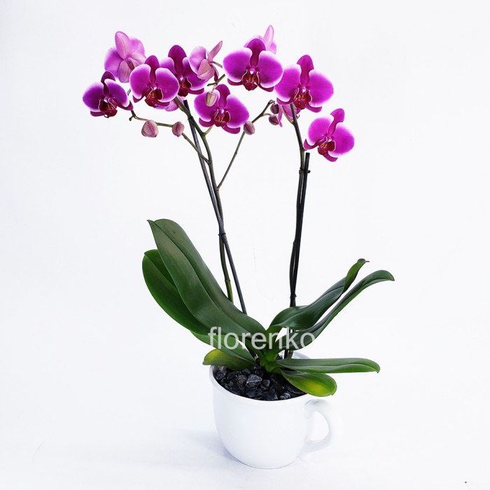 Orquídea doble en base de taza