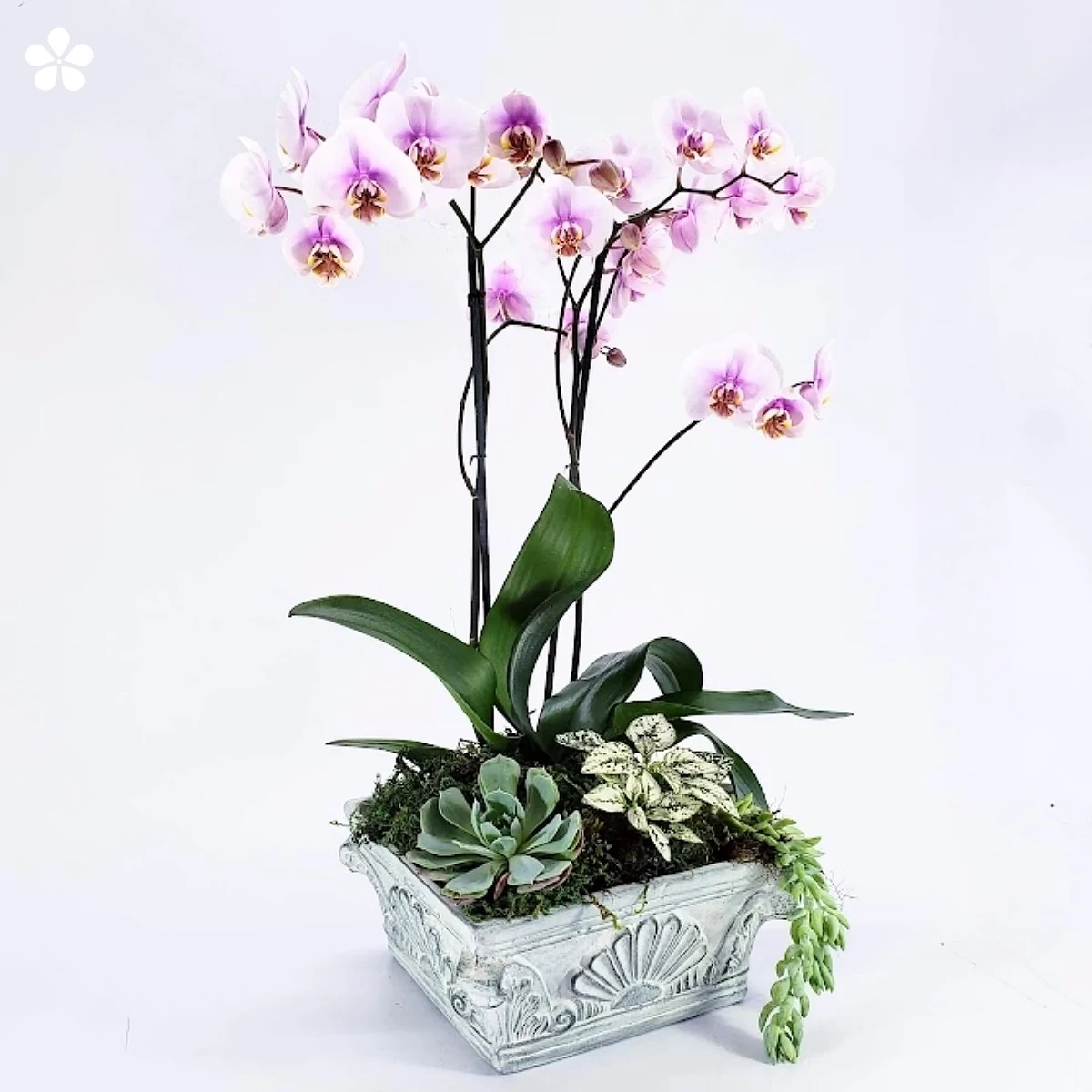 1753.jpg Orquídeas dobles en base vintage con suculentas - Imagen 1